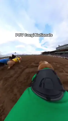 Ziggy was loving life 😂 (via @Ziggy the Corgi) #corgi #race #dog #dogsoftiktok #dogtok 