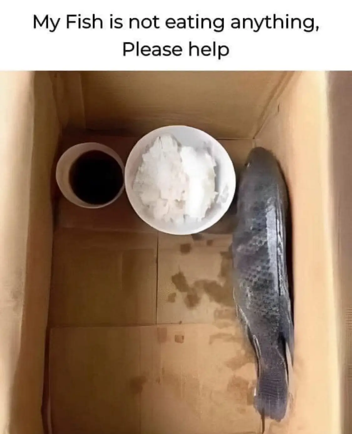 #meme #fyp #viral #fypシ゚viral #fish #pet #memes #trending #funny 