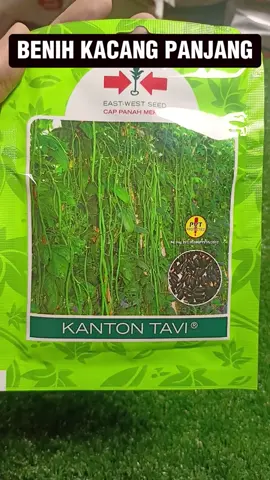 benih sayur kacang panjang Kanton tapi dari cap panah merah #benih #benihsayur #benihsayuran #benihsayuranmurah #cappanahmerah #benihcappanahmerah #kacangpanjang #pupukorganik #pupukorganikcair 