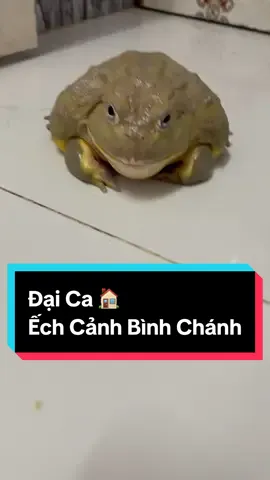Đại Ca nhà em ..  Tới giờ ăn là phải cơm bưng nước rót tận miệng 😅 .  #CapCut #echcanhbinhchanh #thucung #bullfrog 