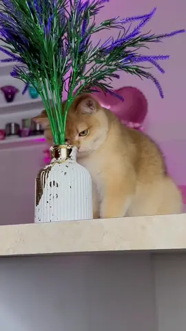 My cat Nika broke a vase! #cat
