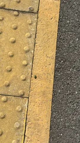 Who need tiktok followers when you can get a “real” follower. 😅😅😅 #stinkbug #follower #stalker #harassed #trainstation #uk #worthing #spring #offtowork 