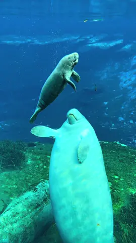 I miss baby Dot 😭😭😭 This is Dot (the famous baby manatee) and in this video she is being closely followed by her mother to make sure she is able to safely return to the surface to take a breath of air.    🛶: @Ecoventure Tours  #conservation #wildlife #manatee #florida