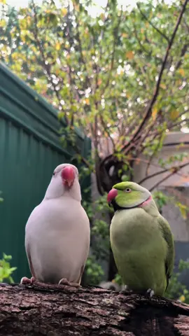 Cuties💚🤍 Mintee and Amber❤️✨ #fluffy #beepbeep #beep #talkingbird #talkingparrot #funnypet #funnypets #silly #greenbird #greenparrot #parrot #birb #birbs #cute #adorable #fy #fyp #reel #reels #lol #pets #petlover #animal #cutestpets #petmom #ringneckparrot #indianringneckparrot #parakeet #foryoupage #fyp #viral #fy #fypシ #beautifull #maldives #mintee # green #amber #white #meow #meowmeow #whiteindianringneck 