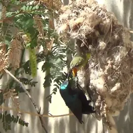sarang burung kolibri ninja #sarangburung #birdnest #burung 