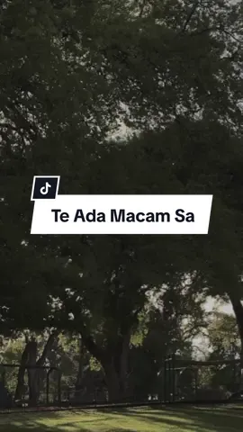 [versi template klik logo cc] #teadamacamsa #wantedgokil #lisorolaleng 