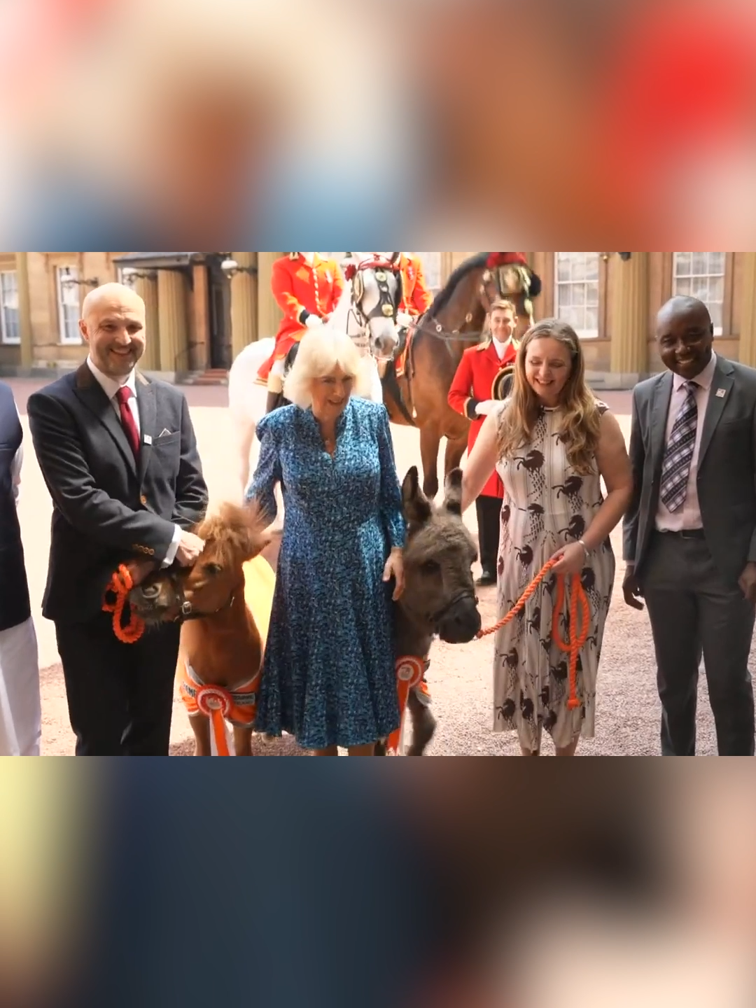 Queen Camilla makes Alfie the donkey go camera-shy during a reception she hosted at Buckingham Palace 😊 #queencamilla #buckinghampalace #animals #donkey #fyp