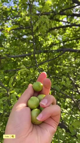 ترشه‌ 🌳🍏