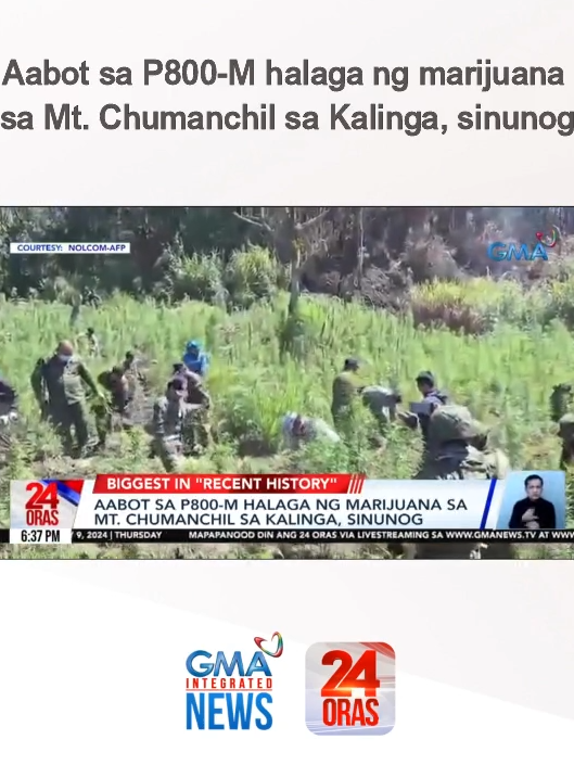 Pinagsusunog ng mga operatiba ang aabot sa P800-M halaga ng tuyo at tanim na marijuana sa Kalinga! Pinakamalaking marijuana eradication 'yan sa mga nakalipas na taon, ayon sa AFP. | 24 Oras #BreakingNewsPH