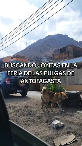 #antofa #feriadelaspulgas #miprimertiktok #fyp 