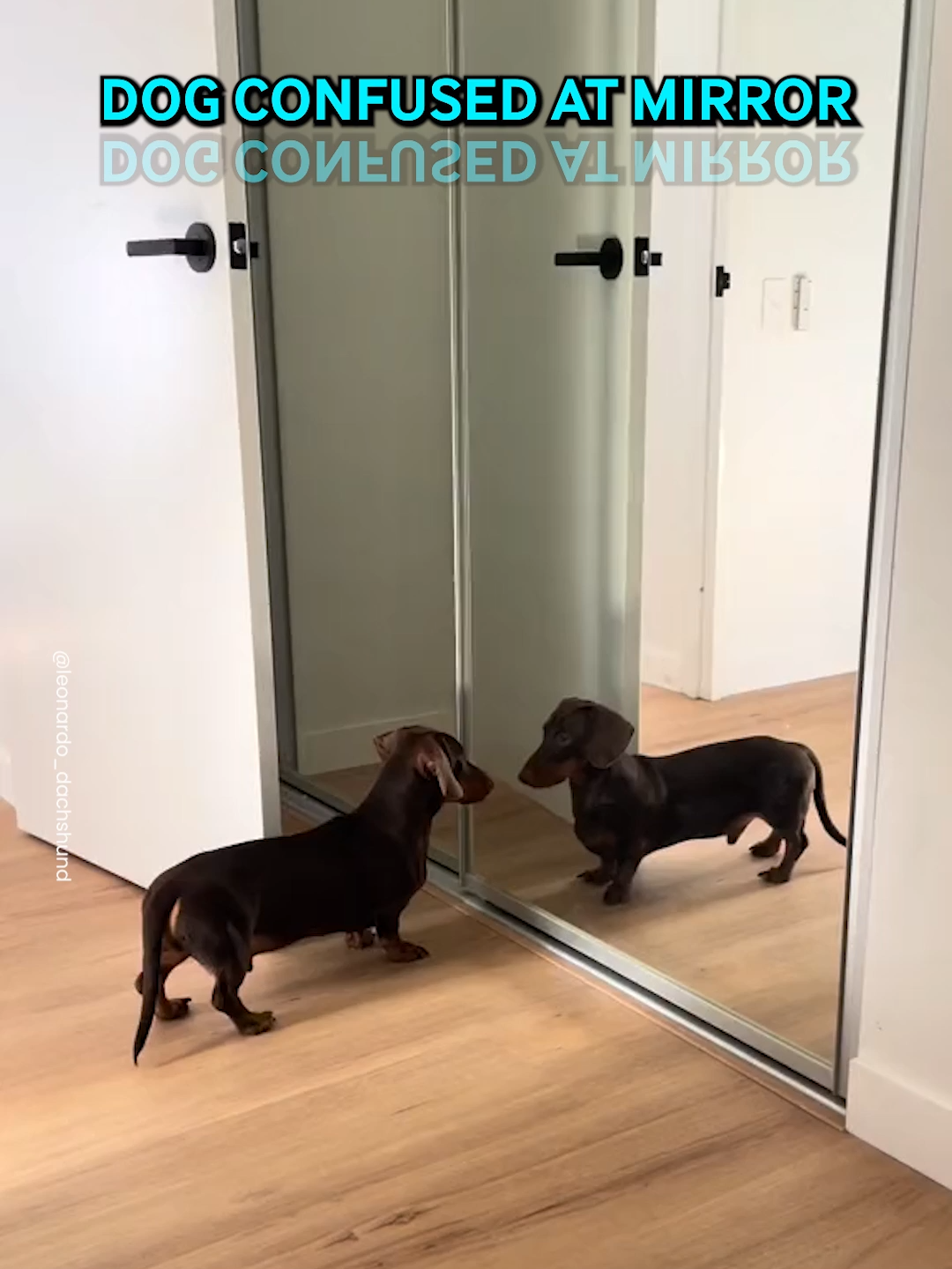 Mirror Mirror On The Wall, Who's The Cutest Dog Of All? 😂 #dachshund #sausagedog #mirror #reflection #growl #bark #confused #dog #pet #funny #fyp #viral