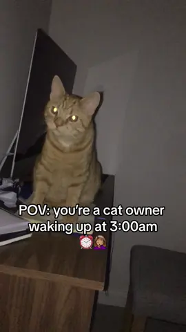 The most consistent alarm clock you ever could need 🤪 #catalarm 