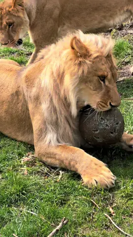 Do big cats like catnip? 🌱 Here’s the answer to your question! 💡 A 14-pound, compressed catnip ball was the purrrfect afternoon activity for the Ukraine Lion Pride 🦁. Some big cats like catnip and some don’t, be it’s evident this enrichment was a hit!  #catnip #catnipball #lion #lioncub #oneeyedcat #lions #lioncubs #bigcats #catenrichment #catniptoy #catniphigh #rescuecat #lionpride 