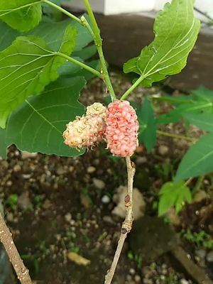 Mulberry 🌳🍇🍒🤩 #mulberry #graftedfruutbearingtrees #graftedfruittrees #blackmulberry #fruitlover #healthbenefits #pambihirangprutas #foryoupage  #foryou  #fyp  #farming  #graftedfruitbearingtree  #QuezonProvince  #fruits 