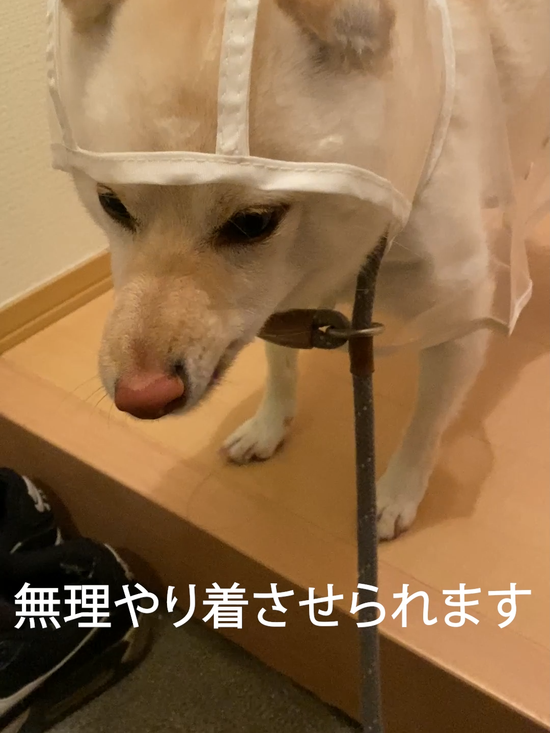 雨の日犬のホンネ #犬#犬のいる暮らし#癒しのペット#ペットのいる暮らし#ひろゆきメーカー#愛犬