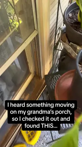 The cat distribution system is REAL 🥺🥺🥺 #Pubity #RoadTo15M  (@Tenichi Jr. via Collab)