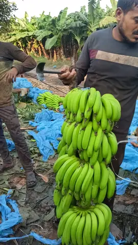 Banana 🍌 Cutting and packing part 53 may10 #farming 