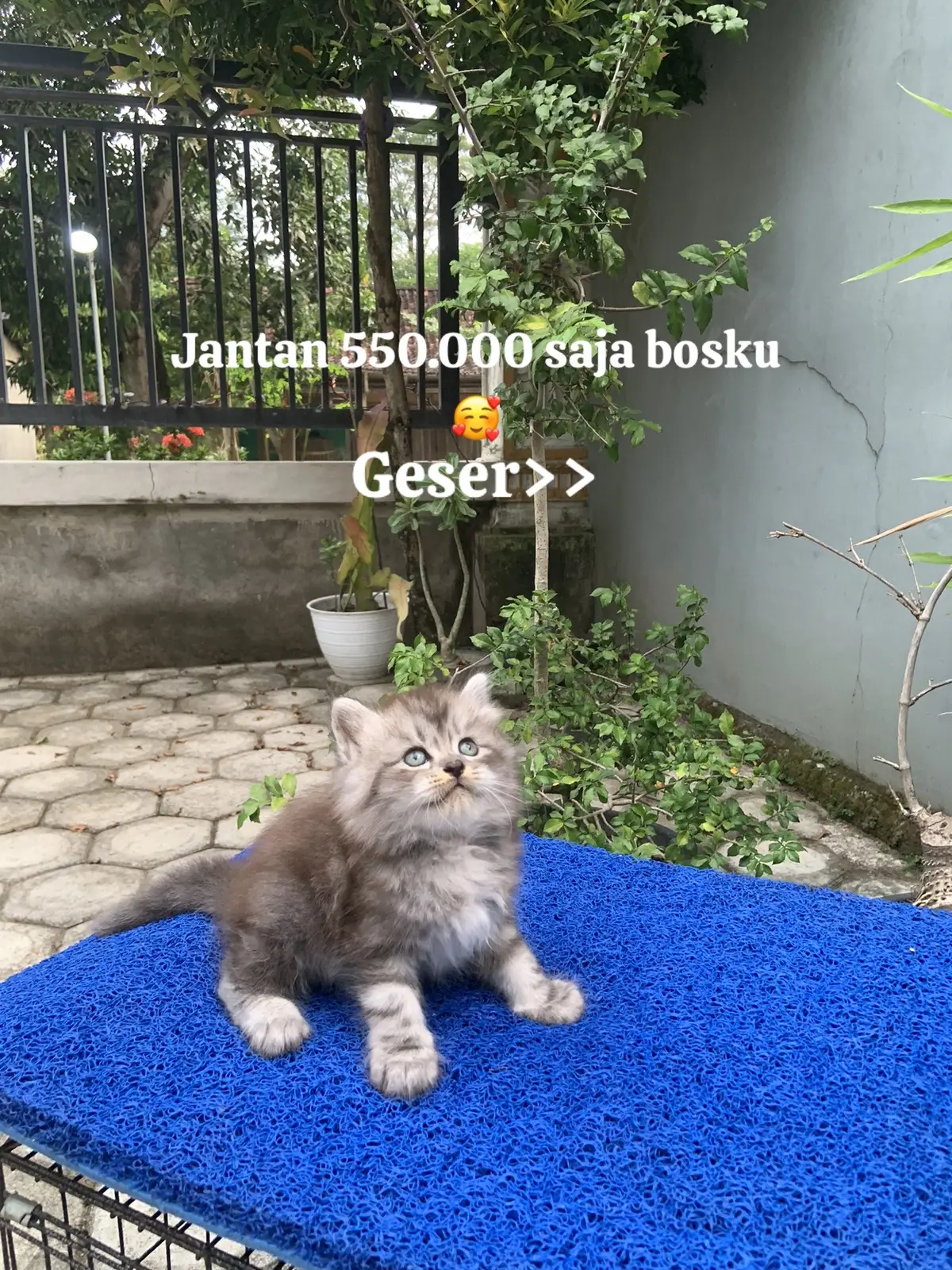 #adoptme  #adopsikucing  #cats  #catslovers  #kucinglucu  #adopsikucingjakarta  #adopsikucingjogja  #adopsikucingbandung  #adopsikucingsurabaya  #adopsikucingsemarang  #adopsikucingdepok 