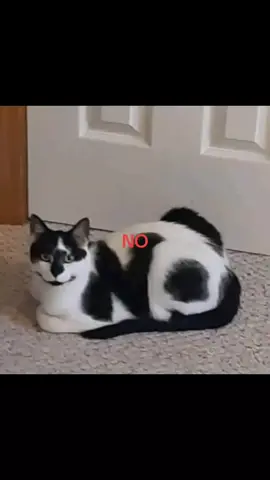 No #No @NO. 