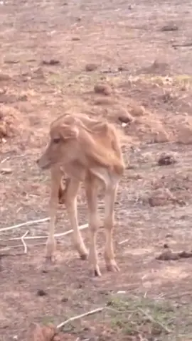 ງົວຫຼືແບ້