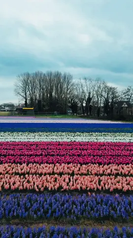 🌷🌷🌷🌷🌷🌷🌷🌷🌷🌷🌷🌷🌷🌷🌷🌷🌷🌷🌷🌷🌷#tulip #tulipfeild #tulipamsterdam #amsterdam #amsterdamtulips #tulipseason #travel #springnetherlands #spring 