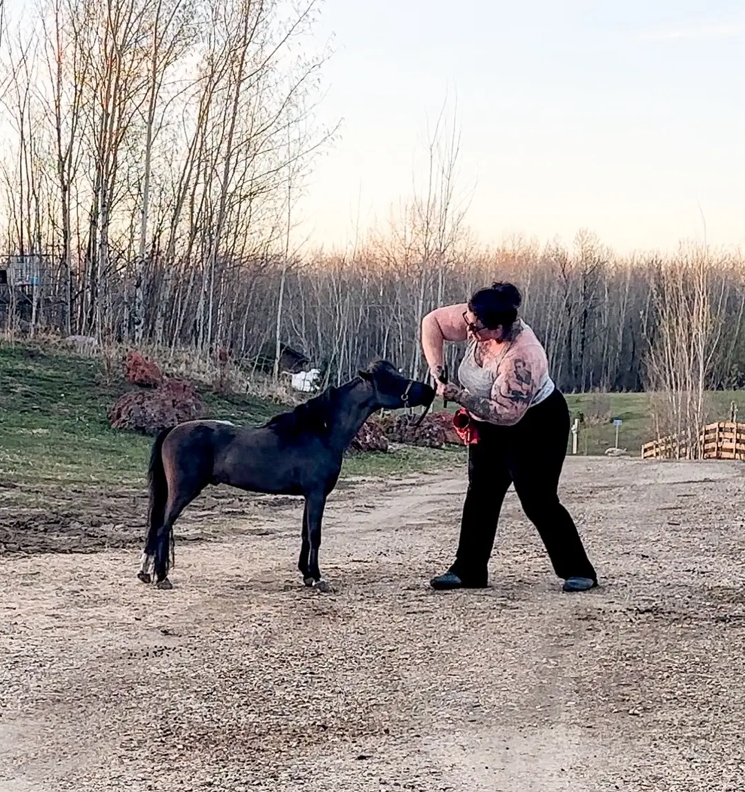 Hes all clipped up and ready to rock! Hes looking pretty nice! #miniaturehorse #ministallion #miniaturehorses