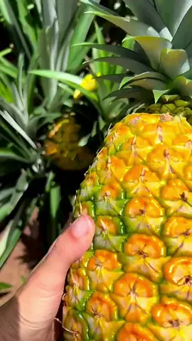 🧑‍🌾👩‍🌾👍🏻🥰Tell me your favorite fruit #new #hot #top #garden #fruit 