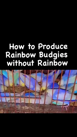 Ye sun lu rainbow kase produce huty ha 👌❤️❤️❤️#budgie #foryou #bird #foryoupage #parrot #view #views 