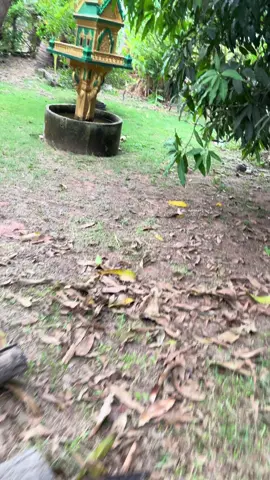 #ពស់ធំណាស់ #snake #😂😂😂 #funny #viral #foryou #fyp 