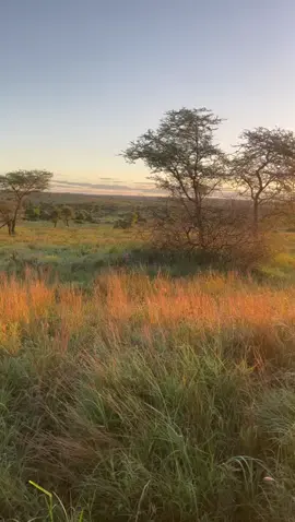 #katikatisafaris  #goviral  #visittanzania🇹🇿🇹🇿 