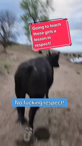 quit tearing my shit up! #eatbeef #agtok #cowtok #rancher  #ranching #livestock #cattle #agriculture #calves #cowcalf #cows #beef #fyp #foryou #foryoupage 