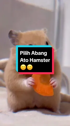 JUJUR adek pilih abang ato hamster?? 🙂🙂 kalo mau hamster langsung checkout di link bio lewat wa dekk #tokonahamster #adopsihamster #fyp #fypシ #cute #hamster #CapCut 