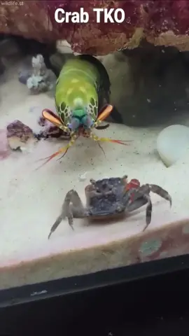 Mantis Shrimp super  Punches #globalwildlife #mantisshrimp #shrimp 