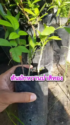 🍀ต้นผักหวานป่าสีทอง 1ถุงมีต้นผักหวานป่า1-2ต้น มีต้นลำไยเป็นต้นพี่เลี้ยง ผักหวานป่าสีทองเป็นไม้ยืนต้นขนาดกลางนิยมนำยอดอ่อนมาประกอบอาหารได้หลากหลายและสามารถตัดยอดเพื่อให้ต้นเตี้ยลงและแตกยอดใหม่ตลอด #ผัก  #ผักหวานป่า  #ผักหวานป่าสีทอง #พืช #ต้นไม้ #ปลูกต้นไม้ #พืชผัก #ฤดูฝน #เกษตรกร #เกษตรอินทรีย์  #เกษตรผสมผสาน  #พันธุ์ไม้สวนโชติมณี #tiktok 