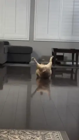 Sometimes you've gotta get your exercise in indoors. Harlowe Quinn here has his own system—but if you're looking for tips on keeping your dog active on indoor days, head to the link in our bio! 🎥 @harlowe_quinn