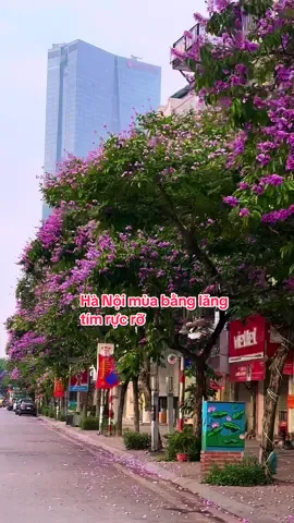 Hà Nội mùa nào cũng đẹp🥰🥰🥰 #hanoi #hoabanglang #bằnglăngtím #xuhuong #mùahè 
