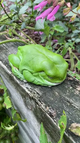 lo que se encuentra uno en su jardín #rana  #ranas  #frog  #frogs 