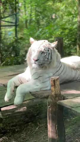 🍃Une journée au Zoo. @ZooParc de Beauval  📸: Moi.                                                               #zoo #beauval #zoodebeauval #animals #photography #apple #nature #relax #meilleurzoodeurope #france #paris #pourtoi #fyp #foryou #repost #natgeo 