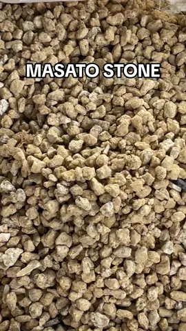Masato Stone available in 2 sizes! Check out now! ☺️🙏🏽 #shopee #gymno #gymnocalycium #succulents #succulent #budolfinds #plants #plantita #plantito #plantitas #plantlover #cactus #cactusjack #cacti #asmr #asmrsounds #asmrvideo #asmrtiktoks#
