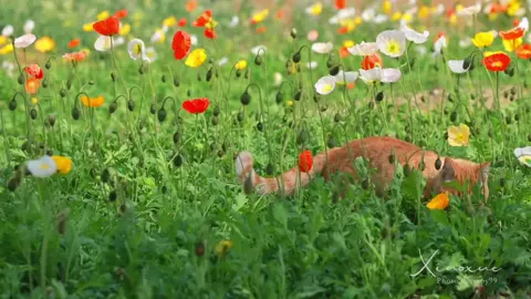 Cat and poppy flowers#chill #bìnhyên #peaceful 