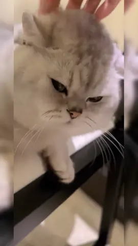 Ok, no more anger.#tk #foryou #fyp #pet #cat #cutecat 