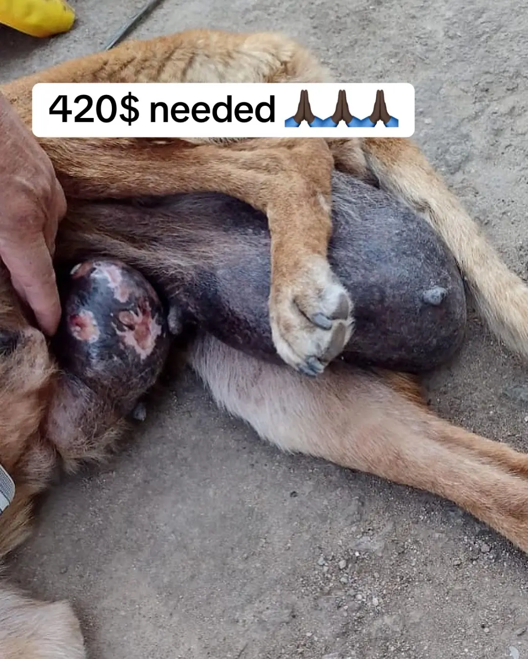 PLEASE HELP US TO BE ABLE TO AFFORD KIARA’s SURGERY AND POST SURGERY TREATMENTS. ANY AMOUNT WILL HELP!!! $1, $5, $10... LITERALLY ANY AMOUNT YOU ARE ABLE TO GIVE WILL HELP THIS PUPPY.  #AnimalRescue #animallovers #dog #dogs #doglovers #rescuedog #dogrescue #doglover #dogsarefamily #puppy #puppies #puppylove #puppyrescue #rescueismyfavoritebreed #secondchance #savealife