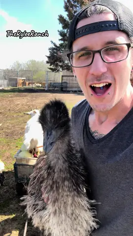 Kalan at The Rylee Ranch: Another beautiful day! Lets check in with the animals! #ryleeranch #kalanrylee #followme #foryou #foryoupage #fyp #trending #tiktok #Love #animals #viral #outdoor #spring #farm #farmlife #dailylife #gayboy #farmboy #alberta #cow #llama #alpaca #goat #emu #ostrich #chickens #turkey #pig 