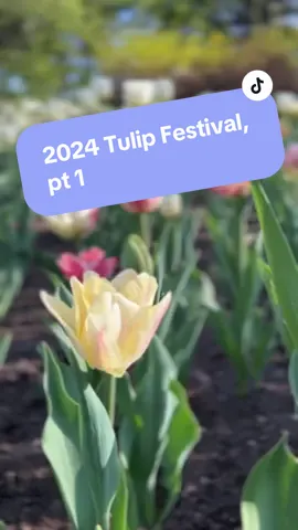 The @Canadian Tulip Festival officially kicks off on May 10th, but the Opening Ceremonies are May 11th with a special fly-by from the @RCAF at 11am.   Main festivities & most tulips will be at Commissioner Park and Dow’s Lake but you can also find tulips spread around the downtown area including Majors Hill Park and in front of Parliament Hill & the War Memorial.  It’s not just cute photo ops available! There are daily activities for kids, family and friends including free daily and night outdoor movies, the tulip market, Tulip Town, Black Light Board walk and a nightly Sound & Light Show.  There’s also a fun run, a puppy parade and a drone show for the closing ceremonies.  Be sure to check out their website on how to get there. Public transit, parking close by, and even the water taxi. #ottawa #ottawagatineau #myottawa #whatsgoingonottawa #whattodoinottawa #ottawalife #ottawaevents #ottawafestivals #springinottawa #ottawaspring #ottawathisweek #ottawaweekend #tulipfestival 