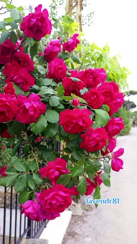 #اشتاق_لك #عيضة_المنهالي #اكسبلور #ابوظبي #العراق_السعوديه_الاردن_الخليج #lavendr81 #الخليج #العراق #تصويري #تصميمي #trending 