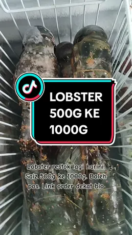 Lobster dah restok ye saiz besar 500g ke 1000g sekor. Berminat nak oder boleh klik link dekat bio #dsemelingfrozen #seafood #MYFoodie #asmr #fyp #mukbang #lobster 