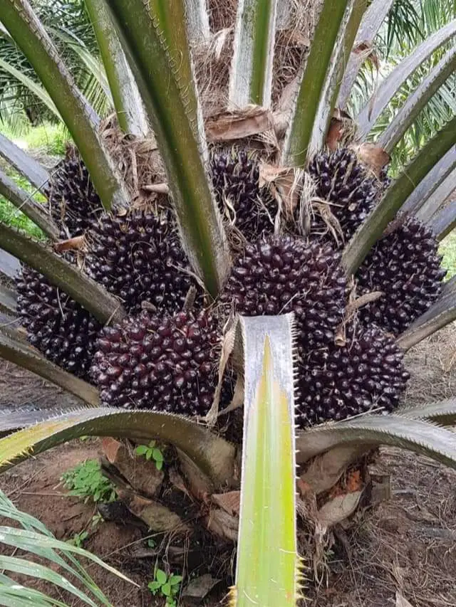 Sangat disarankan untuk jaman sekarang menggunakan bibit unggul, sudah tidak dipungkiri lagi bibit unggul sudah terjamin kualitas nya salah bibit kita rugi 20 tahun lebih. Foto tersebut dari varietas Thailand KB4 #bibitsawitunggul #kecambahsawitunggul #petanisawit #kebunsawit #bossawit #sawit #petanisawitsukses #petanisawitindonesia🇮🇩 