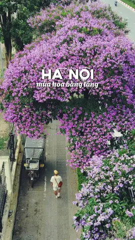 Trở về Hà Nội từ Điện Biên, mình được chìm đắm trong ca khúc bằng lăng tím khắp ngõ Thủ đô. Mùa này Hà Nội có chút nóng oi nhưng khắp con phố được tô mát hơn bằng các hàng bằng lăng xinh xắn. Yêu cái thành phố này vô cùng. #dulich #hanoi #reviewhanoi #hanoipho #dulichtiktok 