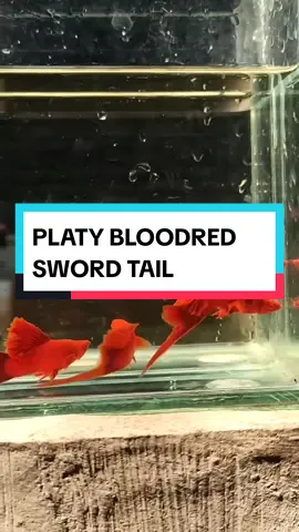 Platy bloodred swordtail firecracker❤️❤️🔥❤️‍🔥 . . #platyfish #livebearer #molly #platy #platyindonesia #ikanhias #ikanhiasairtawar #aquascape #ikanhiasindonesia #guppyindonesia #guppyfarm #guppylover 
