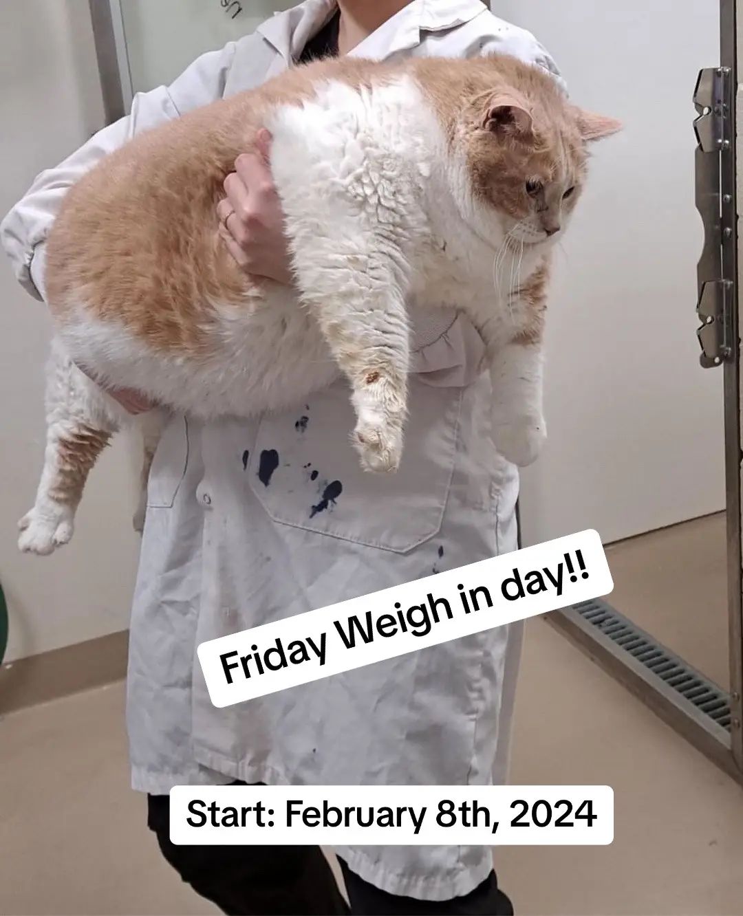 February to May 😍 check back next week! #chonkycat #fatcatsoftiktok #catweightloss #weightlossbeforeandafter #healthypets 